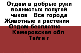Отдам в добрые руки волнистых попугай.чиков - Все города Животные и растения » Отдам бесплатно   . Кемеровская обл.,Тайга г.